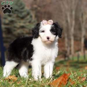 Josie, Sheepadoodle Puppy