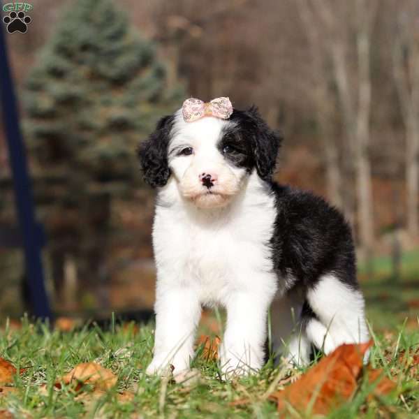 Josie, Sheepadoodle Puppy