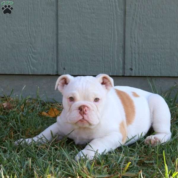 Josie, English Bulldog Puppy