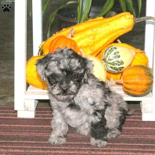 Josie, Mini Aussiedoodle Puppy