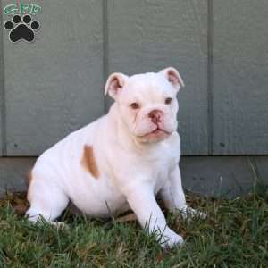 Josie, English Bulldog Puppy