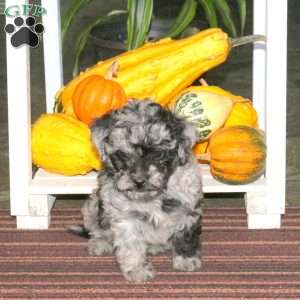 Josie, Mini Aussiedoodle Puppy