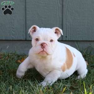 Josie, English Bulldog Puppy