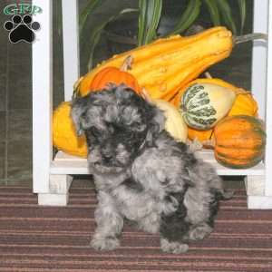 Josie, Mini Aussiedoodle Puppy