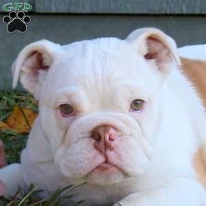 Josie, English Bulldog Puppy