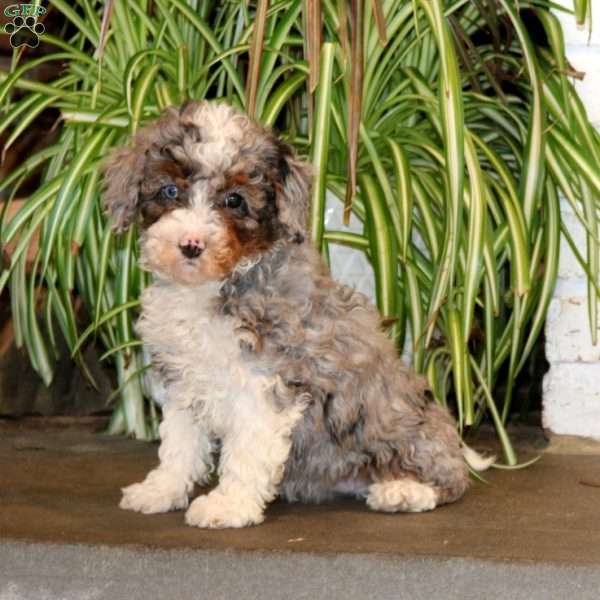 Josie, Mini Bernedoodle Puppy