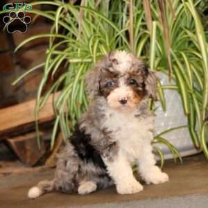 Josie, Mini Bernedoodle Puppy