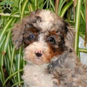 Josie, Mini Bernedoodle Puppy