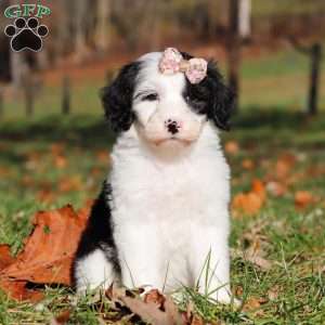 Josie, Sheepadoodle Puppy