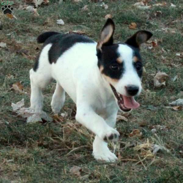 Joy, Jack Russell Terrier Puppy