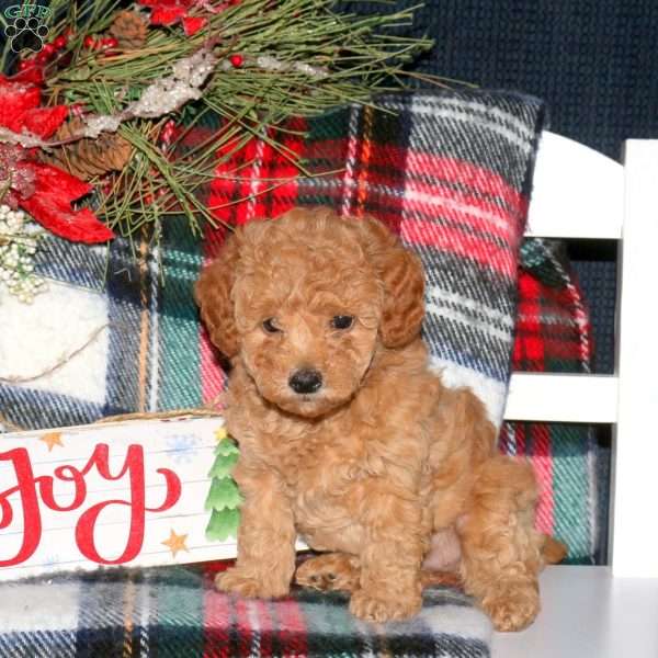 Joy, Toy Poodle Puppy