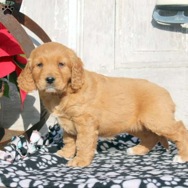 Joy, Miniature Golden Retriever Puppy