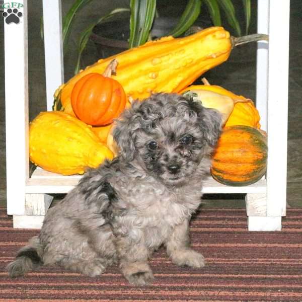 Joy, Mini Aussiedoodle Puppy