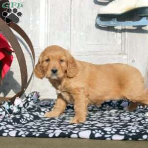 Joy, Miniature Golden Retriever Puppy