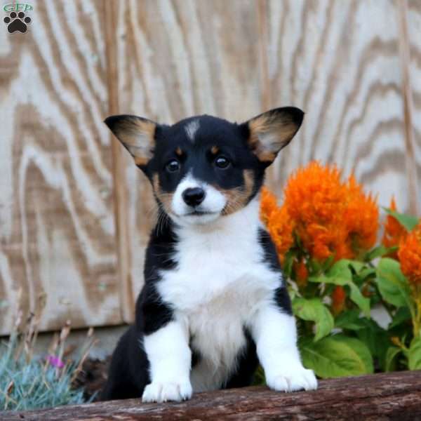 Joy, Pembroke Welsh Corgi Puppy