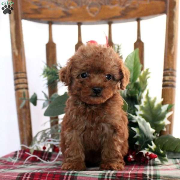 Joy-Teacup, Toy Poodle Puppy