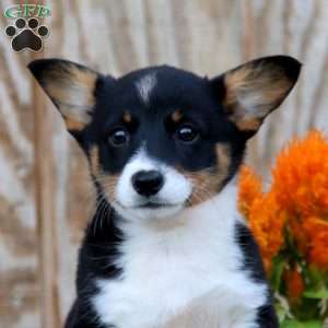 Joy, Pembroke Welsh Corgi Puppy