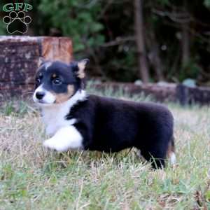 Joy, Pembroke Welsh Corgi Puppy