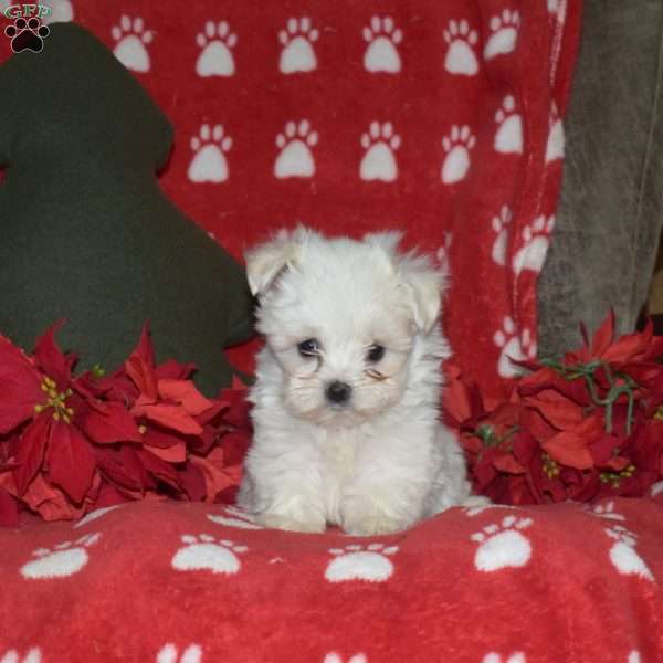 Joyce, Maltese Puppy