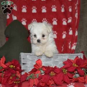 Joyce, Maltese Puppy