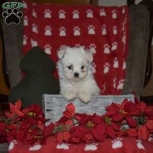 Joyce, Maltese Puppy