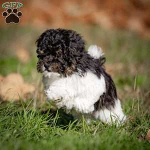 Jude, Toy Poodle Puppy