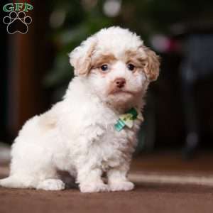 Jude, Shih-Poo Puppy