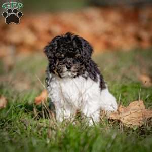 Jude, Toy Poodle Puppy