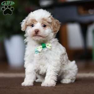 Jude, Shih-Poo Puppy