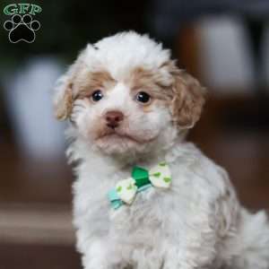 Jude, Shih-Poo Puppy