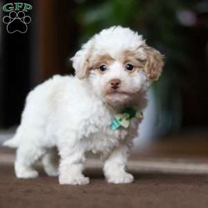 Jude, Shih-Poo Puppy