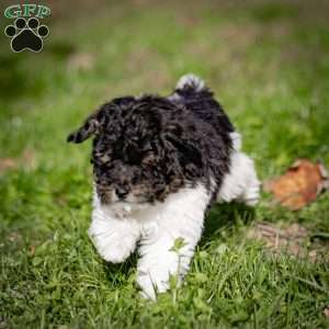 Jude, Toy Poodle Puppy