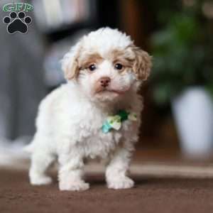 Jude, Shih-Poo Puppy