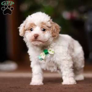 Jude, Shih-Poo Puppy