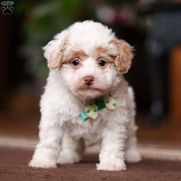 Jude, Shih-Poo Puppy