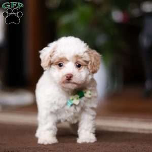 Jude, Shih-Poo Puppy