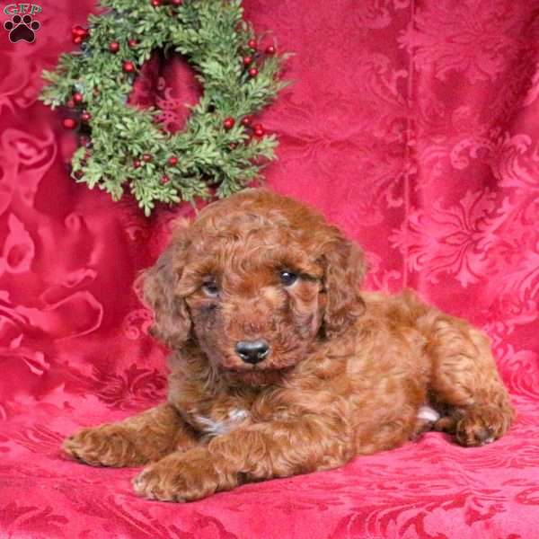 Jude, Miniature Poodle Puppy