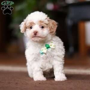 Jude, Shih-Poo Puppy