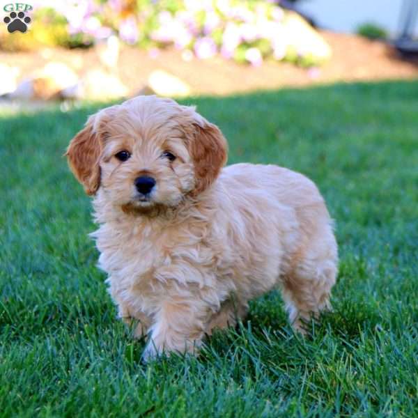 Judy, Cockapoo Puppy