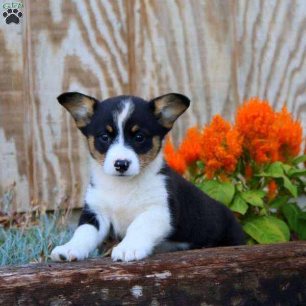 Judy, Pembroke Welsh Corgi Puppy