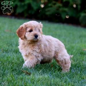 Judy, Cockapoo Puppy