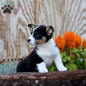 Judy, Pembroke Welsh Corgi Puppy