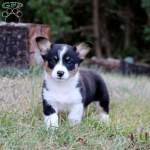 Judy, Pembroke Welsh Corgi Puppy