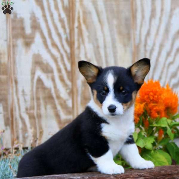 Julia, Pembroke Welsh Corgi Puppy