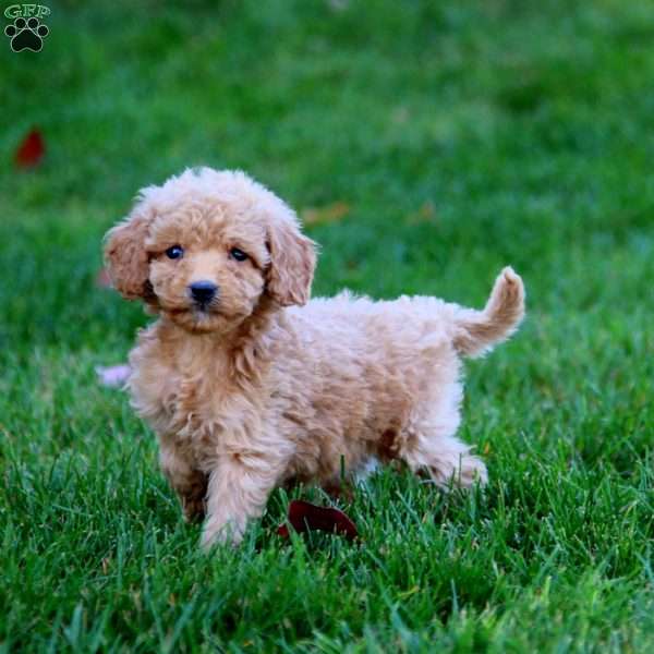 Julia, Mini Goldendoodle Puppy