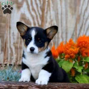 Julia, Pembroke Welsh Corgi Puppy