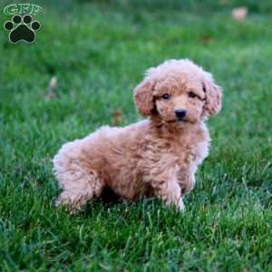 Julia, Mini Goldendoodle Puppy