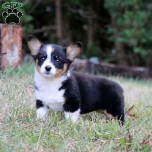 Julia, Pembroke Welsh Corgi Puppy