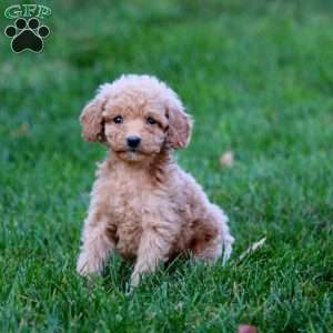 Julia, Mini Goldendoodle Puppy