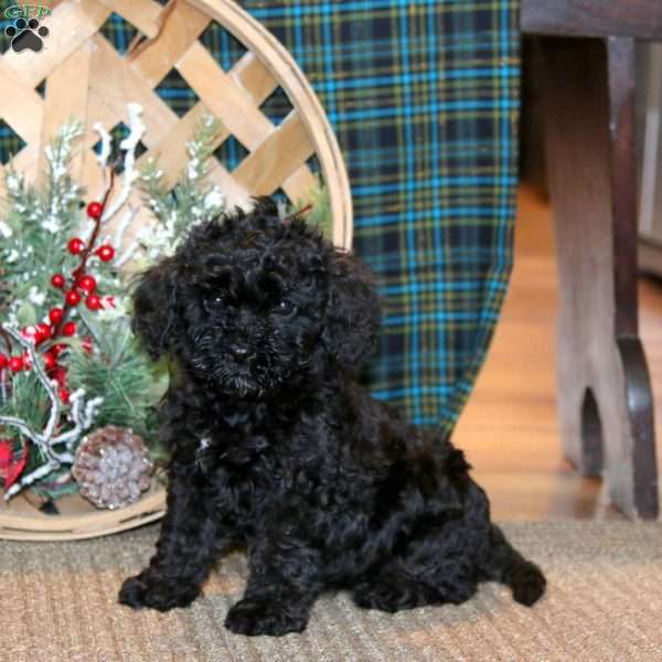 Julie, Cavapoo Puppy